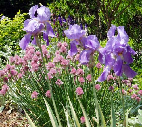 Chives and iris